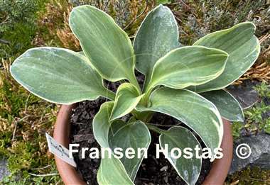 Hosta Funky Mouse